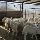 نعرض لكم 15 كلها طليان سمان ومقفله