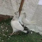 للبيع طبات الام وحشيه والاب قولدن