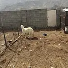 قلوه تهامه