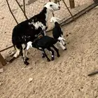 نعجه متاومه ب رخال