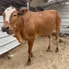 بقره عشار للبيع