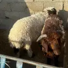 طليان نعيم بلدي