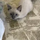 قطه همالايا ذكر