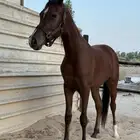 مهر عربي واهو