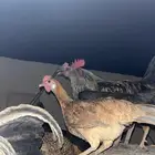 صيصان