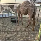 للبيع حشو عدد 2