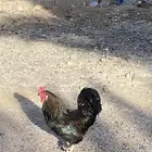 ديك لون نادر حجم كبير