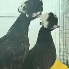 مجموعه من دجاج البوليش
