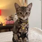 for adoption ( FREE)