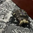 سلحفاه بريه