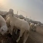 طليان سواكن