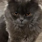 للتبني قط برتش مهجن مع سكوتش