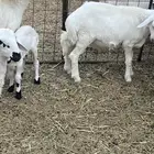 مشاريع فحول هجين مغربي حري