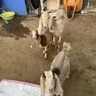 عنز والد تحتها ذكر وأنثى