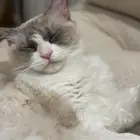 قطة لمن يخاف الله و يتبناها