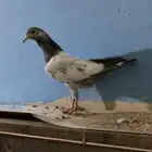 زوج قولدن بيور