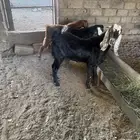 3تيوس سمان مقفله شحمه العمره جذعان