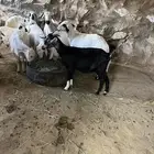 جفره دافع السن ثنيه