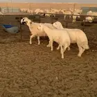 خرفان حريه طيبات تم البيع