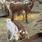 12 من الغنم عليها 8