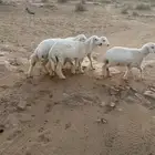 بهم حري
