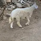 خرفان للبيع