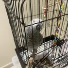 كاسكو متكلم