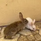 ارانب للبيع.