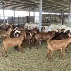 تيوس بلدي ( دهم جبره )
