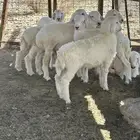 طليان من إنتاج المراح