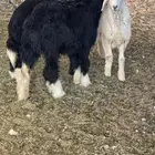 رخال وطلي شحم