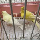 كناري سوري