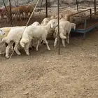 طليان و رخال