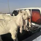 تيوس وجفار 7