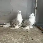 طبة مفتل