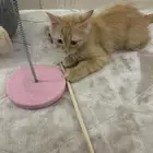قط شيرازي أمريكي