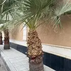 شجر واشنطن