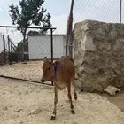 بقره للبيع حسيله