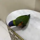 ببغاء لوري اليف لوري رينبو اليف لوري هدد