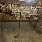 حمام للبيع مطعم