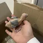 فروخ درة هندي