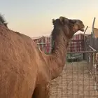 ساحليه حمراء دم للبيع