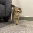 قط سكواتش