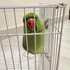 ببغاء درة يتكلم