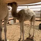 قعود للبيع