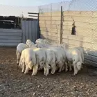 طليان جبره كايفه شحم فل