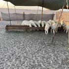 ذبايح لبيع جمله وتفريد