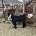 تيس عارضي صنف