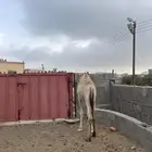 بكره للبيع