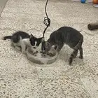 الى اهل القلوب الرحيمة عندي قطوتين تحتاج مكان مناسب